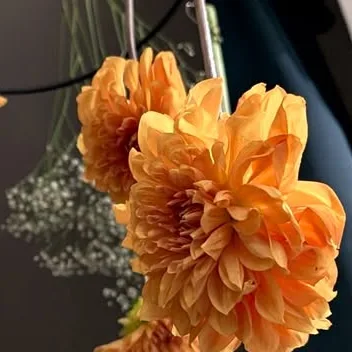 Orange dahlias hanging to dry